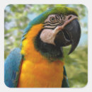 Recherche de parrot autocollants Perroquet