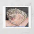 Suche nach baby igel postkarten Klein