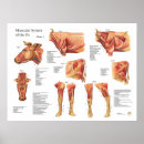 Suche nach bovine poster Kuh