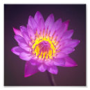 Recherche de lotus pourpre posters Pour tous