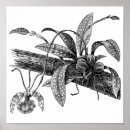 Suche nach orchideen poster Vintag