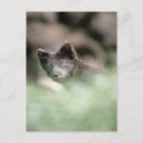 Recherche de portrait loup posters Canine