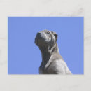 Suche nach shar pei postkarten Chinesisch