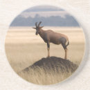 Recherche de bovids Antilope