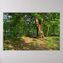 Suche nach waldlandschaft poster Pflanze