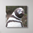 Suche nach pinguine leinwandbilder Fotografie