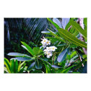 Suche nach weiße tropische blume poster Natur