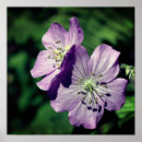 Recherche de géranium posters Photographie