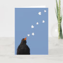 Suche nach amsel karten Fotografie
