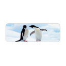 Suche nach adelie Vogel