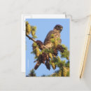 Suche nach merlin postkarten Raubvogel