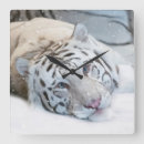 Recherche de tigre blanc horloges Tigres