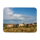 Suche nach wilde pferde magnete Ranch