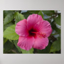 Suche nach hibiskus poster Pink