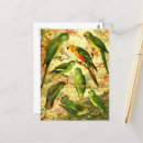 Recherche de amazonien cartes postales Oiseau