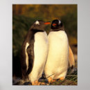 Suche nach gentoo pinguin poster Vogel