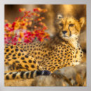 Suche nach großkatzen poster Gepard