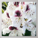 Suche nach rhododendren Lila