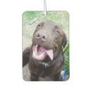 Recherche de labrador voiture accessoires Chiot