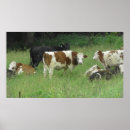 Recherche de vache posters Agriculture