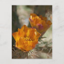 Recherche de blossom cartes postales Cactus