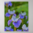 Recherche de iris fleur posters Été