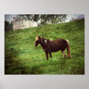 Suche nach pinto poster Fotografie