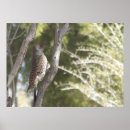 Suche nach flicker poster Vogel