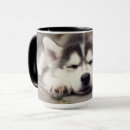 Recherche de sibérien tasses Chiot