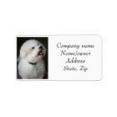 Recherche de bichon frisé Adresse