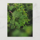 Suche nach stachelig poster Grün