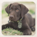 Suche nach schokolade labrador untersetzer Niedlich