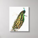 Suche nach vintager pfau leinwandbilder Vogel