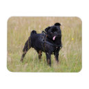 Recherche de carlin noir magnets Balais
