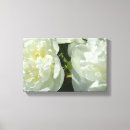 Suche nach weiße rose poster leinwandbilder Foto