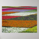 Recherche de tapis rouge posters Fleurs