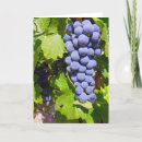 Suche nach traube karten Weinberg