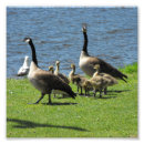 Suche nach tierfamilie poster Natur