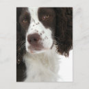 Suche nach auf spanisch postkarten Hund