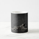 Recherche de chien de berger belge tasses Malinois belges