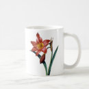Suche nach amaryllis tassen Pierre jospeh redoute