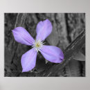 Suche nach lila baum poster Botanisch