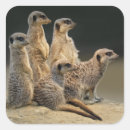 Recherche de coupé la queue autocollants Animaux