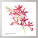 Suche nach rote orchidee poster Blume