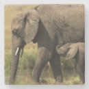 Suche nach afrikanischer elefant untersetzer Kalb