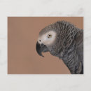 Recherche de le congo cartes postales Perroquet