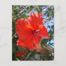 Recherche de hibiscus cartes postales Fleur d'hibiscus rouge