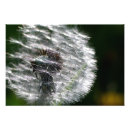 Suche nach taraxacum poster Saatgut