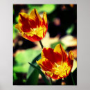 Suche nach gelbe tulpen poster Botanisch