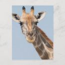 Suche nach niedlich tier fotos postkarten Giraffe